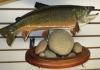 Brook Trout with Pedestal