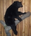 Life-Size Bear on Wall Hanger