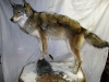 Life-Size Coyote with Habitat