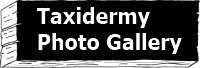 Taxidermy Photo Gallery
